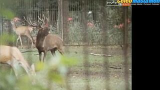 KARSTEN SPECK NUDE/SEXY SCREENSHOT 2 IN TIERPARKGESCHICHTEN