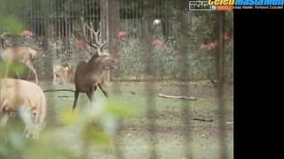 KARSTEN SPECK NUDE/SEXY SCREENSHOT 4 IN TIERPARKGESCHICHTEN